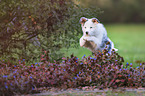 jumping Australian Shepherd puppy