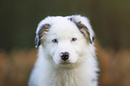 Australian Shepherd puppy portrait