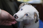 Australian Shepherd puppy portrait