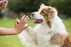 human with Australian Shepherd