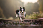 running Australian Shepherd