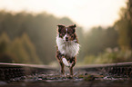 running Australian Shepherd