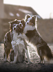 Australian Shepherds with Sheltie