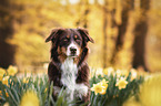 Australian Shepherd portrait