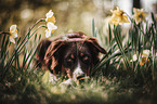 lying Australian Shepherd