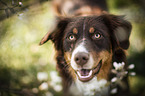 Australian Shepherd portrait