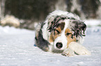 lying Australian Shepherd