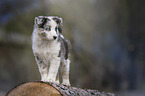 standing Australian Shepherd Puppy