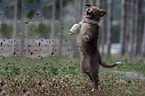 jumping Australian Shepherd Puppy