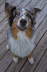 sitting Australian Shepherd