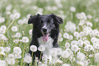 Australian Shepherd on a flower meadow