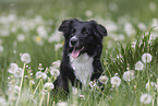 Australian Shepherd on a flower meadow