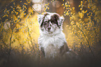 Australian Shepherd portrait