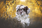 Australian Shepherd portrait