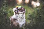 Australian Shepherd