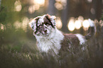 Australian Shepherd