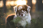 Australian Shepherd