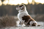 sitting Australian Shepherd