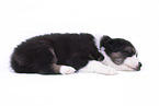 lying Australian Shepherd Puppy