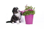 sitting Australian Shepherd Puppy