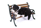 lying Australian Shepherd Puppy