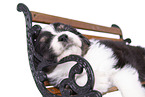 lying Australian Shepherd Puppy