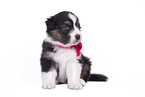 sitting Australian Shepherd Puppy