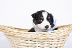 Australian Shepherd Puppy in a basket