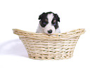 Australian Shepherd Puppy in a basket