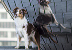 standing Australian Shepherd