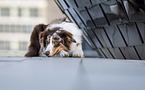 lying Australian Shepherd