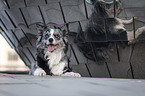 lying Australian Shepherd