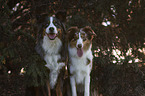 Australian Shepherd with Australian-Shepherd-Bernese-Mountain-Dog-Mongrel