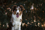 sitting Australian Shepherd