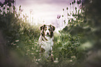 sitting Australian Shepherd