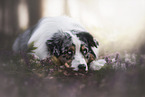 lying Australian Shepherd