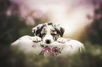 Australian Shepherd Puppy