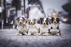 lying Australian Shepherds