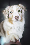 human with Australian Shepherd