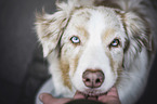 human with Australian Shepherd