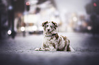lying Australian Shepherd
