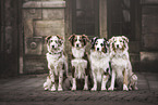 sitting Australian Shepherds