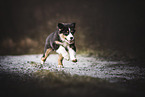 running Australian Shepherd Puppy