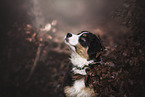 Australian Shepherd Puppy portrait