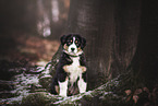 sitting Australian Shepherd Puppy