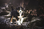 walking Australian Shepherd Puppy