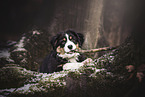 Australian Shepherd Puppy