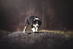 playing Australian Shepherd Puppy