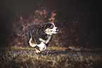 running Australian Shepherd Puppy