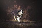 running Australian Shepherd Puppy